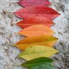 fallfavs3