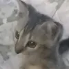 gaboymc