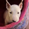 luna_bullterrier