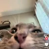 okeh0431