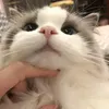 rynn_vlx