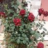 user3932490708367
