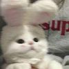 im.all.urs.h0ney