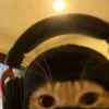 usertom010