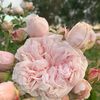 farmgirlrose