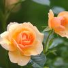 purna.biswas