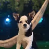 bruce_chihuahua13