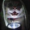 sacaclips.com