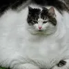 chocolatebars3