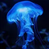 jellyfish2k07
