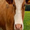 cowsarethegreatest