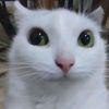 kikir_ssy