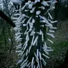 piterskykaktus