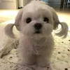 daisy_.lam