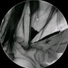 li_li_.3