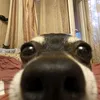 goodcemper2