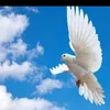 iraqz4soomk323