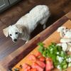 cooking_withmydog
