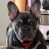 bartbulldog