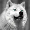 silent_770