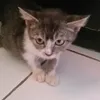 chikychimy