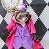 ariel_ferret_mom