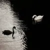 linhvu_mz