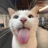 hwthaor_