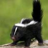 anxietyskunk