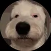 leo_salmeida