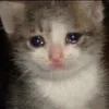 sadcat9093