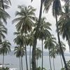 rizaltaufik735