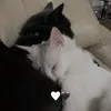 ddoja_xrr