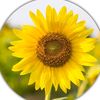 fleurtournesol145