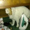 gato_cara_pan