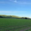 california.50