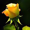 reem11_17