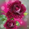 user2104ivv