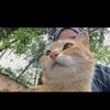 lailaahmed586