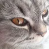 leva_1508