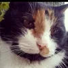 gattimiao1