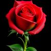 gabar_almahdail1_shaam