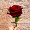 musarratnazir605