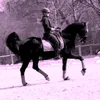 lifethedressage