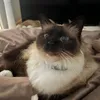 pooxiie