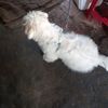 pporly