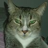 el.gato.negro263