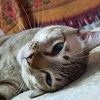 stk_meowmeow