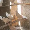 userb6efyeef9l4