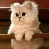 user6v1yjkb7sj